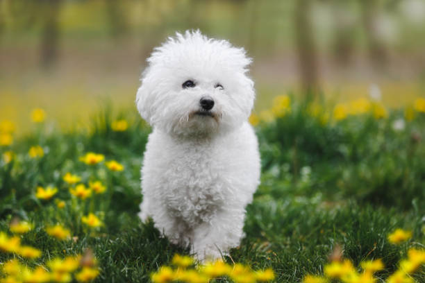 Perros hipoalergénicos: las mejores razas para personas alérgicas en 2025 3 bichon