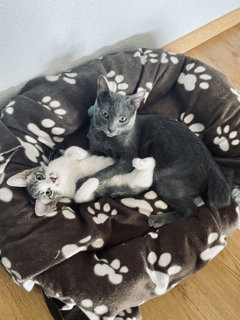 Cómo integrar un gato nuevo en casa: guía completa para dueños responsables