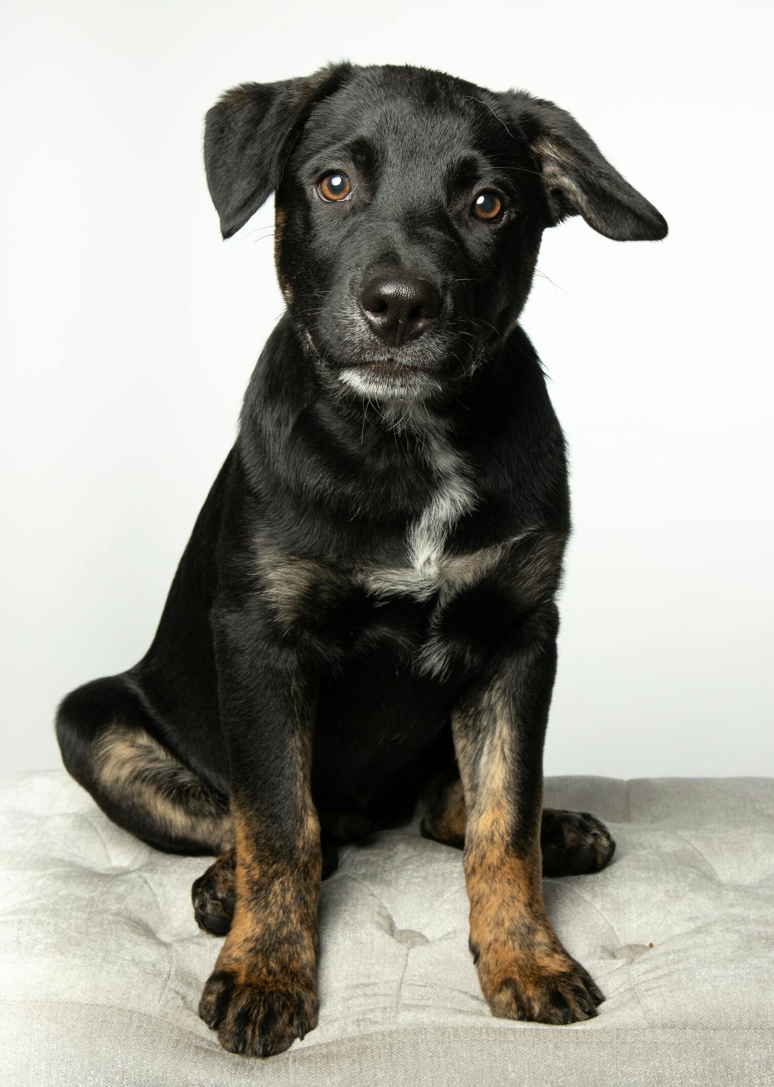 Adorable black puppy sitting attentively for a classic portrait.