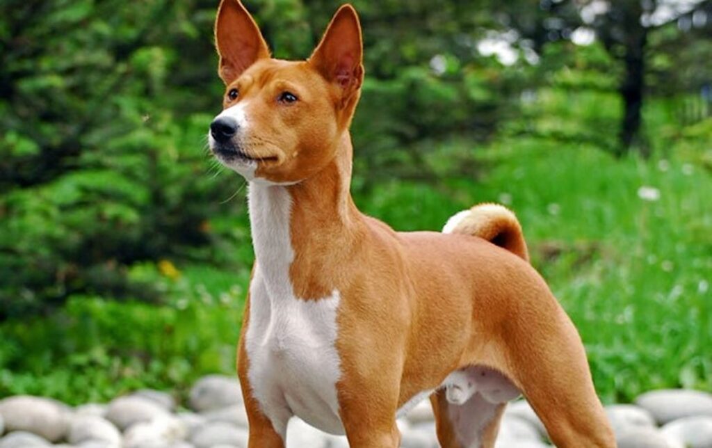 Perros hipoalergénicos: las mejores razas para personas alérgicas en 2025 8 Basenji