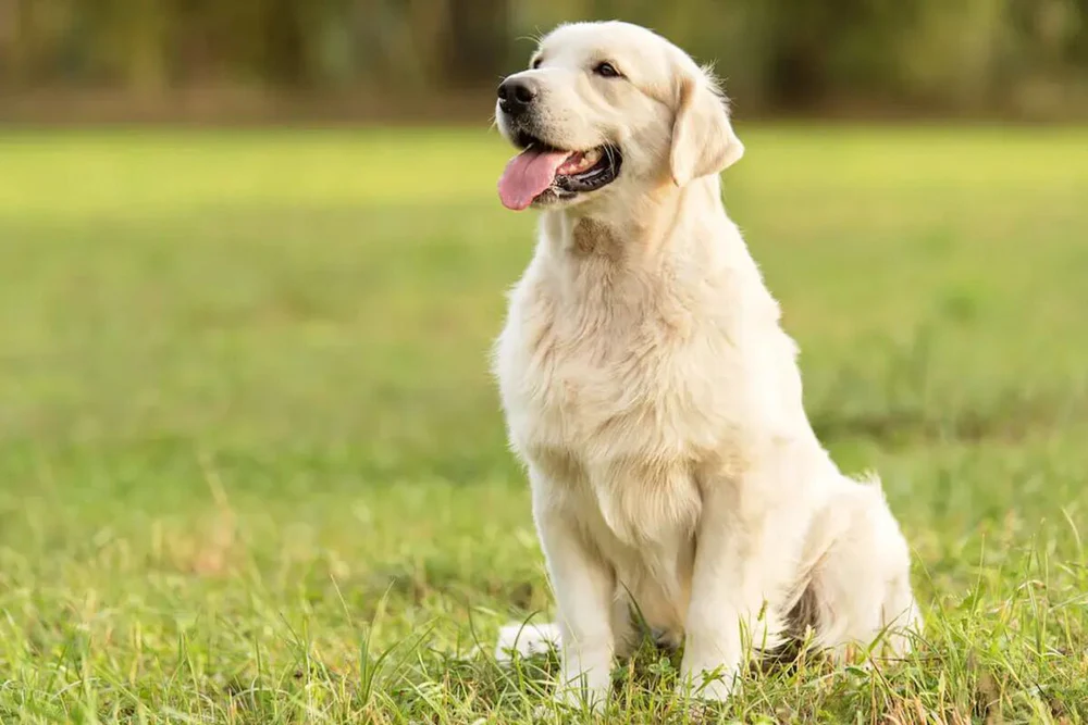 Los 10 perros más inteligentes del mundo 5 Golden Retriever