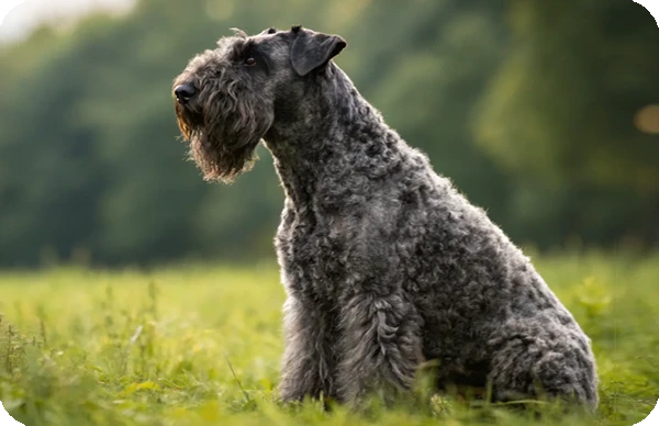 Perros hipoalergénicos: las mejores razas para personas alérgicas en 2025 10 Kerry Blue Terrier