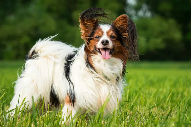 Los 10 perros más inteligentes del mundo 9 Perro papillon