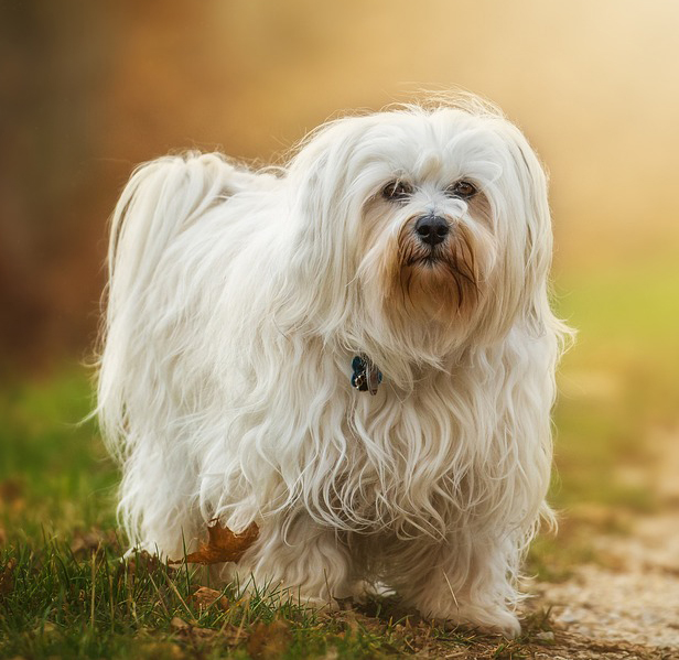 Perros hipoalergénicos: las mejores razas para personas alérgicas en 2025 4 bichon maltes