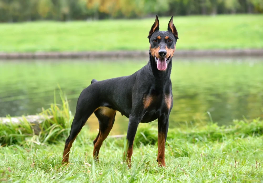 Los 10 perros más inteligentes del mundo 6 doberman pinscher dog