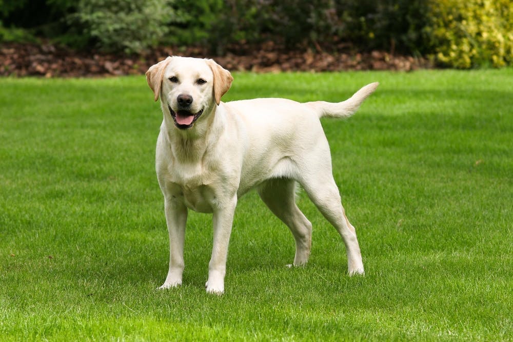 Los 10 perros más inteligentes del mundo 8 labrador retriever