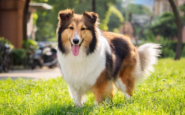 Los 10 perros más inteligentes del mundo 7 pastor de shetland