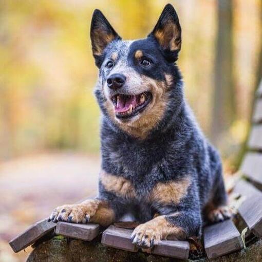 Los 10 perros más inteligentes del mundo 11 pastor ganadero australiano