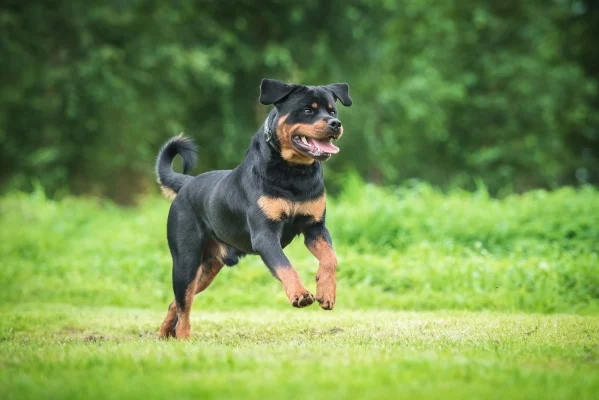 Los 10 perros más inteligentes del mundo 10 rottweiler