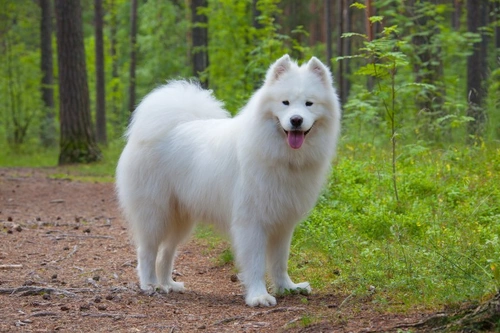 Perros hipoalergénicos: las mejores razas para personas alérgicas en 2025 11 samoyedo