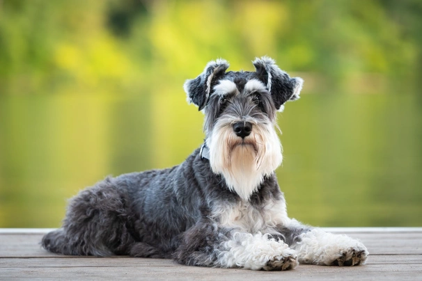 Perros hipoalergénicos: las mejores razas para personas alérgicas en 2025 5 schnauzer