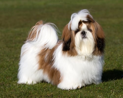 Perros hipoalergénicos: las mejores razas para personas alérgicas en 2025 6 shih tzu