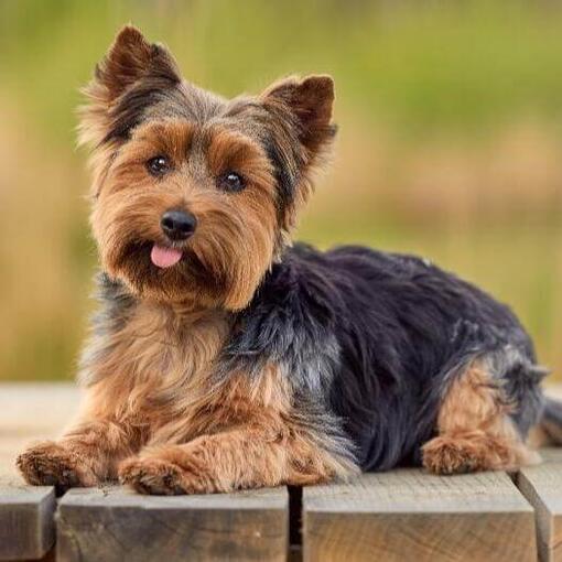 Perros hipoalergénicos: las mejores razas para personas alérgicas en 2025 7 yorkshire